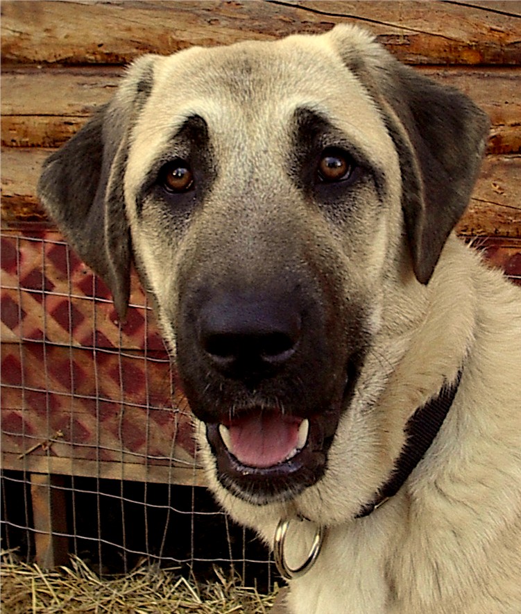 Lucky Hit's Sahara HECKLERE  - What a beautiful pup!