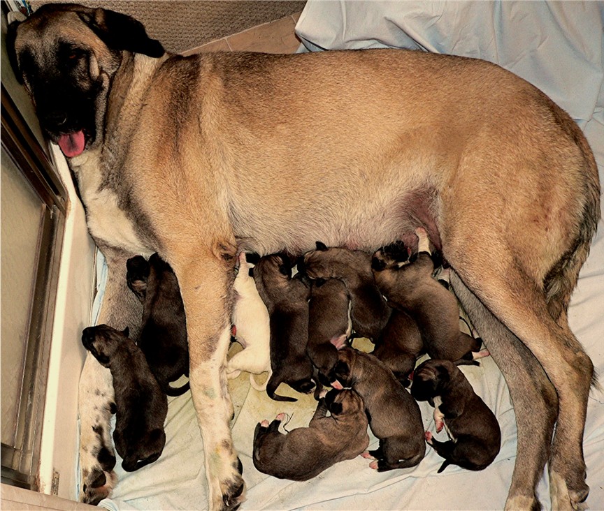 Lucky Hit Shadow Sahara and October 8, 2006 litter at 12 hours