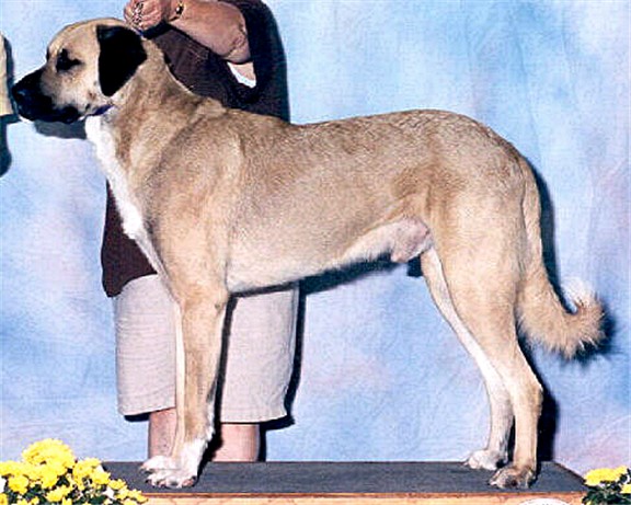 AKC/CKC/UKC CH 'PR' ALATURKA's SAFA of SENFLOWER, CGC