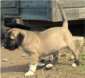 Lucky Hit's Shadow Sahara (Sahara) at Lucky Hit Ranch - A Very Large and Tuff Female Pup