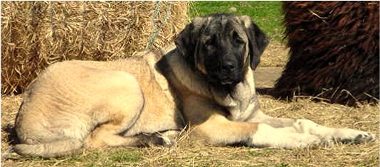 Lucky Hit's Shadow Sahara (Sahara) at Lucky Hit Ranch - A Very Large Boned Female With Correct Sturcture with Working Ability!