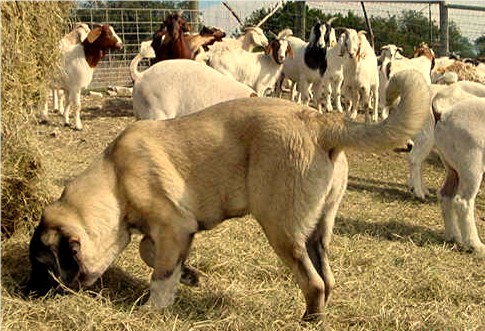 Lucky Hit Shadow Sahara at 4 months with goats