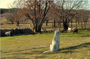 Lucky Hit Shadow Samson guarding goats at Lucky Hit