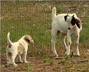 Lucky Hit Shadow Samson as a youngster with goats