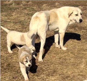 Lucky Hit's Shadow Samson (Sam)at Ronny Leach's Ranch