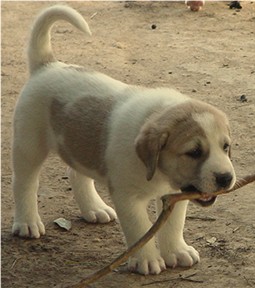 Lucky Hit's Shadow Samson at almost five weeks