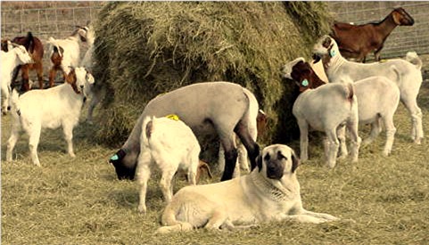 Lucky Hit Seven of Nine guarding her flock