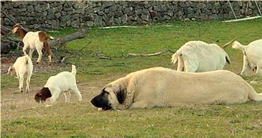 Lucky Hit Shadow Seven with her goats