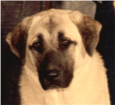 Seven at 11 months winning Best of Breed