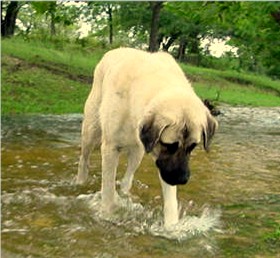 Seven at 11 months playing in the creek