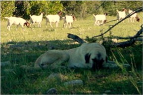 [Seven at 16 months guarding goats in the pasture]