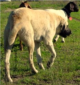 [Seven at 16 months guarding her goats]