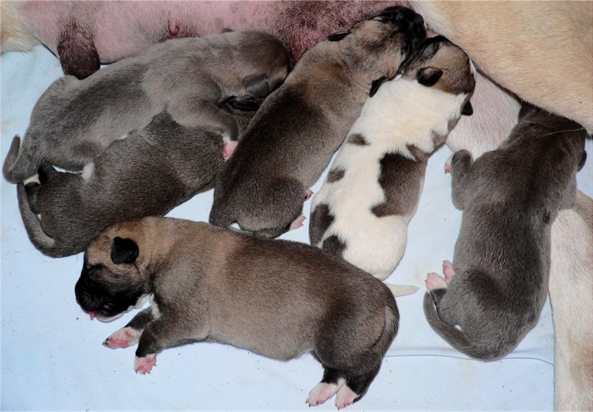 Shadow/Byron October 15, 2006 litter at Lucky Hit Ranch