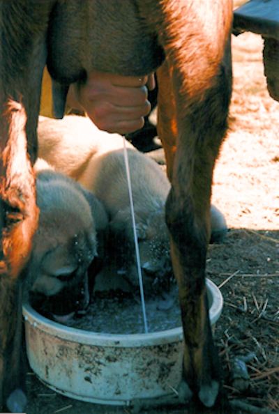 Shadow eating goat milk