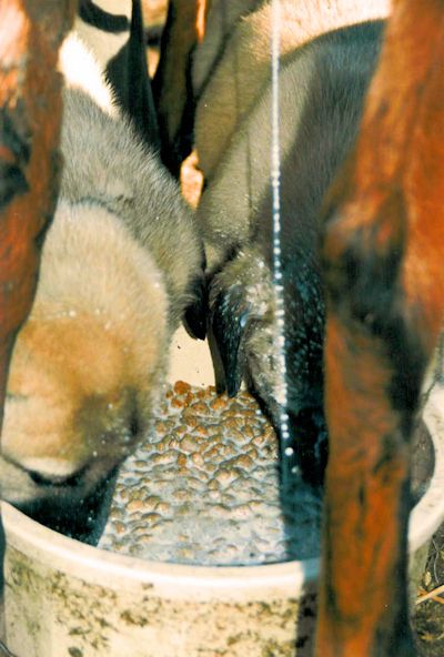 Shadow eating goat milk