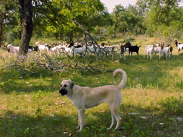 Shadow with goats in the big pasture at seven months