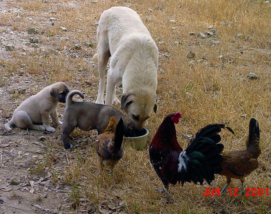 Shadow on June 12, 2001 with pups and chickens
