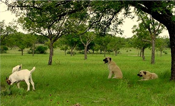 Shadow with her son, Case, on July 17, 2002, guarding goats in the big pasture