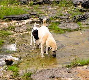 Shadow helping a kid across the stream on July 17, 2002, in the big pasture