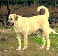 Shadow on November 24, 2002, three months after her second litter