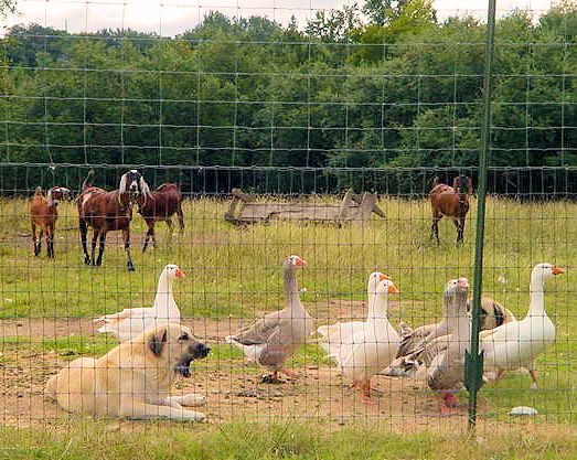 Shadow yawning while guarding geese and goats on October 4, 2004
