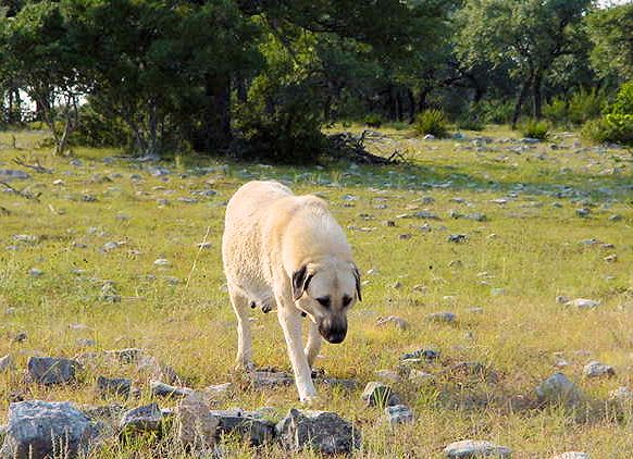 Shadow on August 30, 2002, two days before having 10 pups