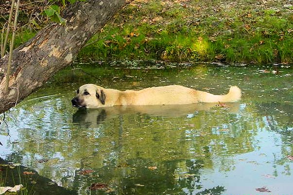 Shadow on August 30, 2002, two days before having 10 pups