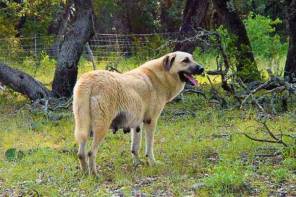 Shadow on August 30, 2002, two days before having 10 pups