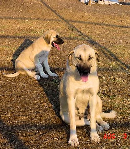 Shadow on August 3, 2001, with Kahn, a pup from her first litter