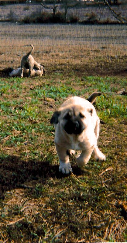 Shadow with goats in the big pasture at seven months