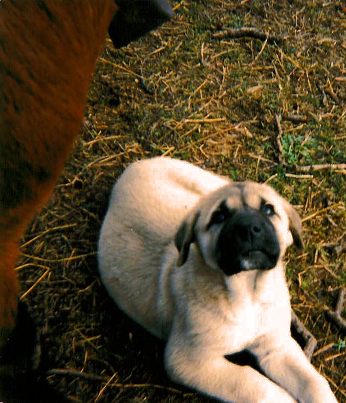 Shadow with goats in the big pasture at seven months