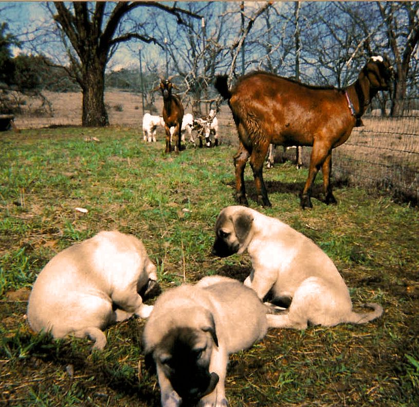 Shadow with goats in the big pasture at seven months