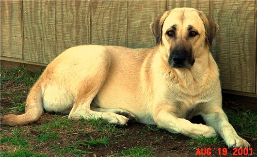 Shadow - Kangal or Anatolian?