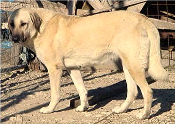 Shadow in winter coat