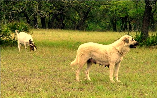 Shadow guarding goats while nursing pups