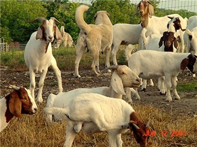 Lucky Hit Tawny Shadow with goats and on alert