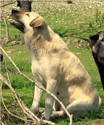 Shadow at Lucky Hit Ranch - Combines the best in Confirmation, Working Ability, Temperament, and Guardian Demeanor