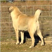 Shadow watching for predators at the fence