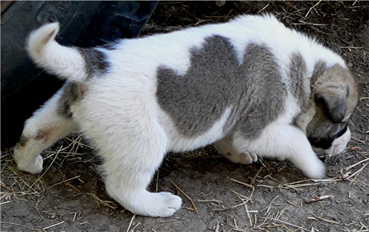 Lucky Hit Shadow Dinah at Lucky Hit Ranch - Superior Confirmation and Working Ability in One Outstanding Dog!