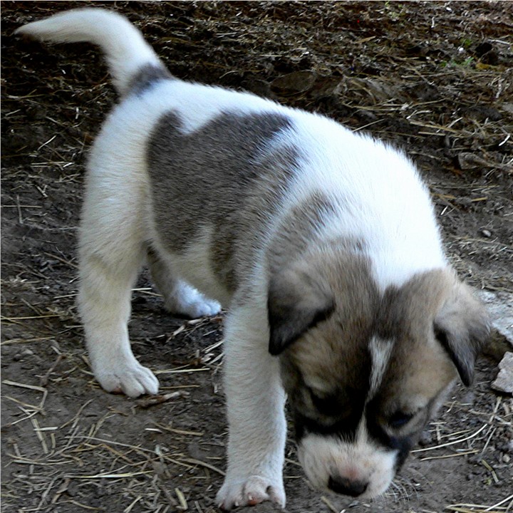 Lucky Hit's Shadow DINAH  - What a beautiful pup!