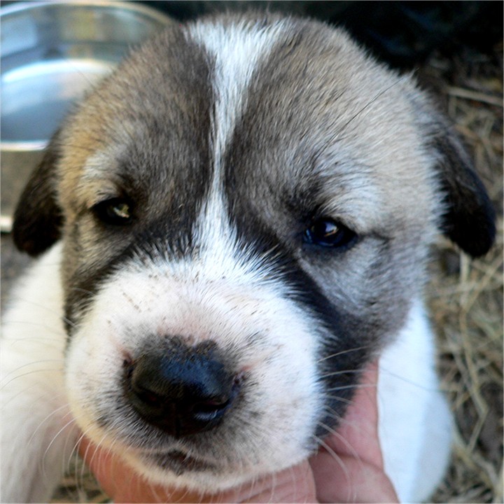 Lucky Hit's Shadow DINAH  - What a beautiful pup!