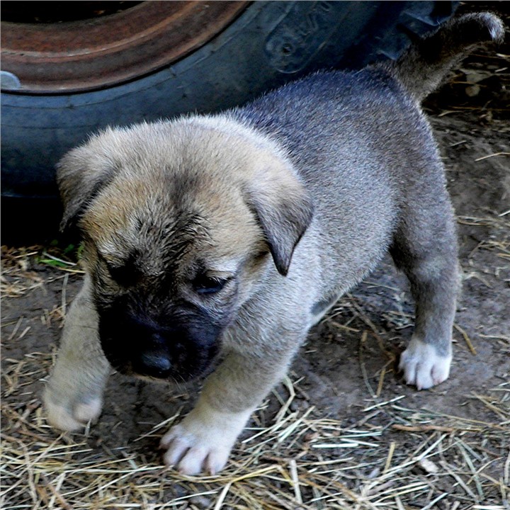 Lucky Hit's Shadow ZIRVA (was LEFT SOCK)  - What a beautiful pup!