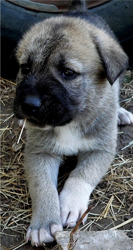 Lucky Hit's Shadow ZIRVA (was LEFT SOCK)  - What a beautiful pup!