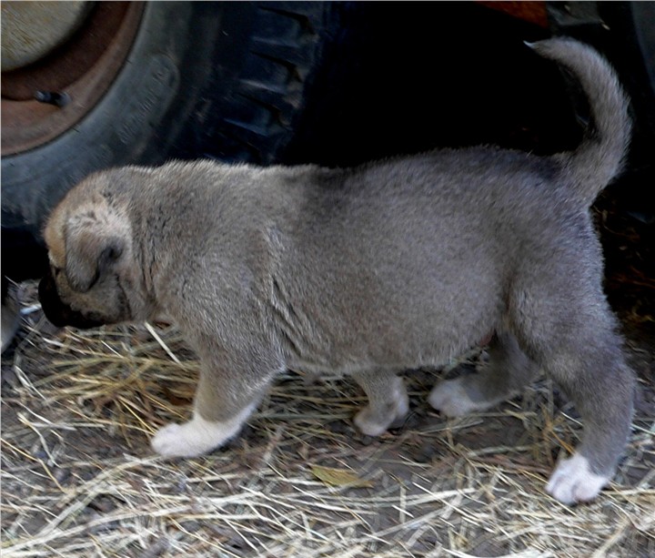 Lucky Hit's Shadow ZIRVA (was LEFT SOCK)  - What a beautiful pup!