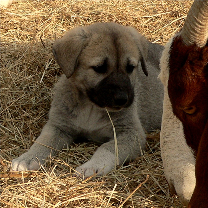 Lucky Hit's Shadow ZIRVA (was LEFT SOCK)  - What a beautiful pup!