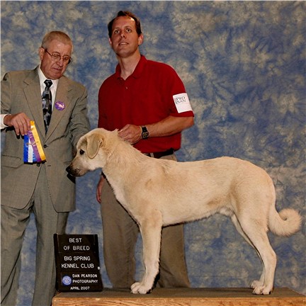 LUCKY HIT SHADOW ZIRVA taking a THREE point Major and Best OF BREED Handled by Dan Herman
