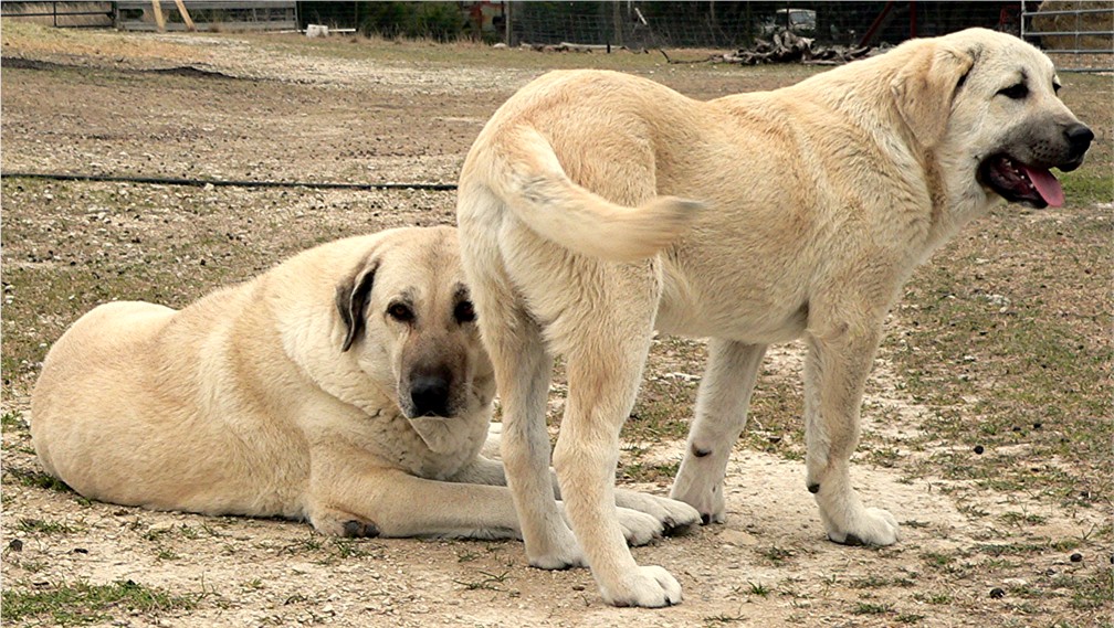 Image with a JavaScript tooltip (A BEAUTIFUL SHADOW/BYRON PUP!!!)