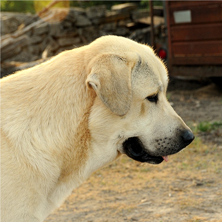 ZIRVA (Head Shot) in pasture July 5, 2008.