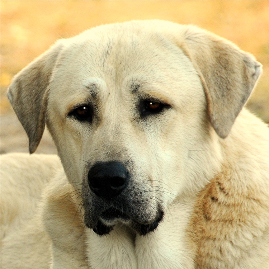 ZIRVA (Head Shot) in pasture July 5, 2008.