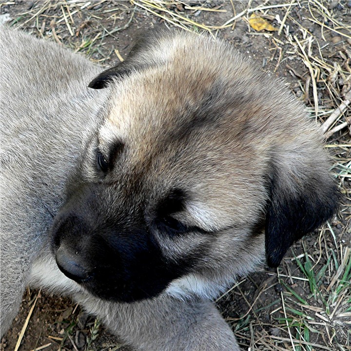 Lucky Hit's Shadow TOSCO  - What a beautiful pup!